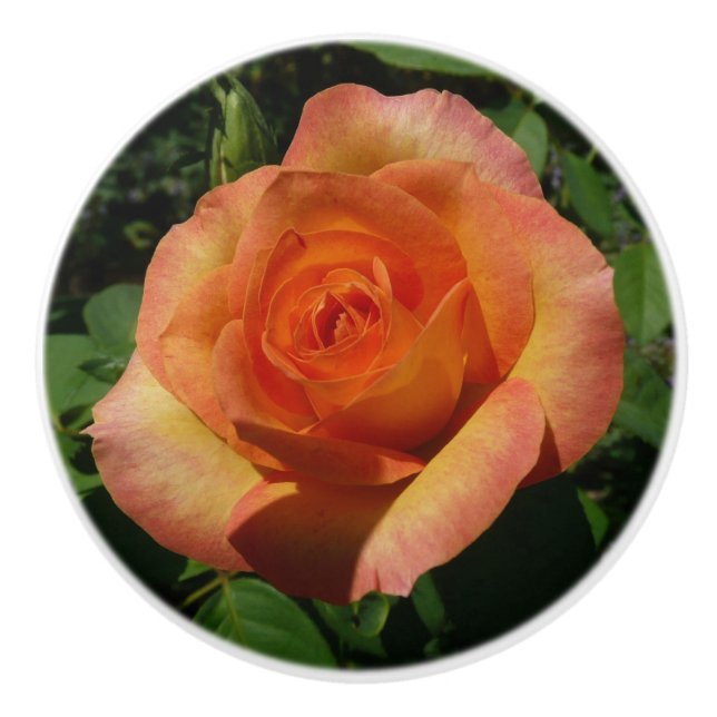 Peach Ro Orange Floral Photography Knopp (Framsidan)