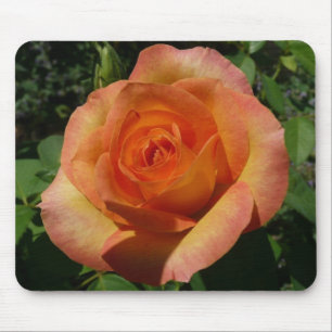 Peach Ro Orange Floral Photography Musmatta