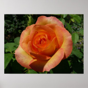 Peach Ro Orange Floral Photography Poster