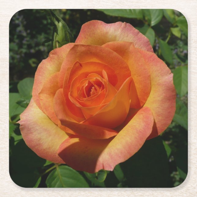 Peach Ro Orange Floral Photography Underlägg Papper Kvadrat (Framsidan)