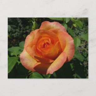 Peach Ro Orange Floral Photography Vykort