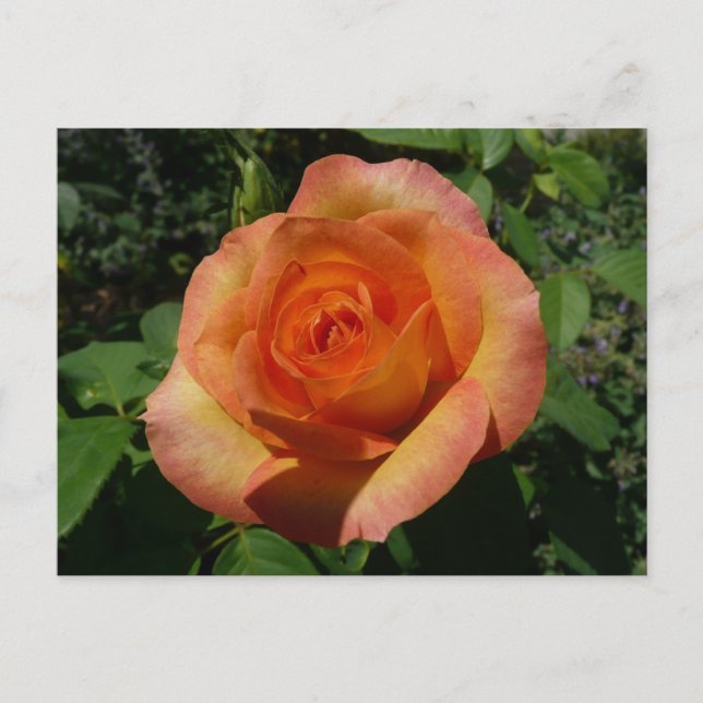 Peach Ro Orange Floral Photography Vykort (Framsida)