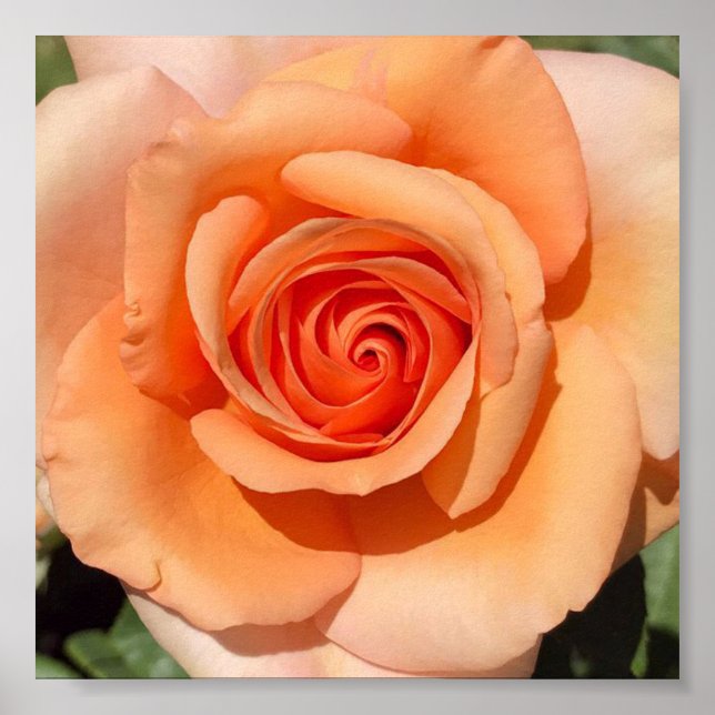 Peach Ro Poster (Framsidan)