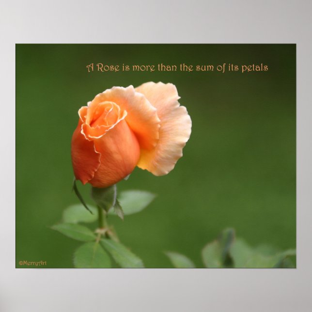 Peach Ro Poster: RO & PROSE 20 x 16 Poster (Framsidan)