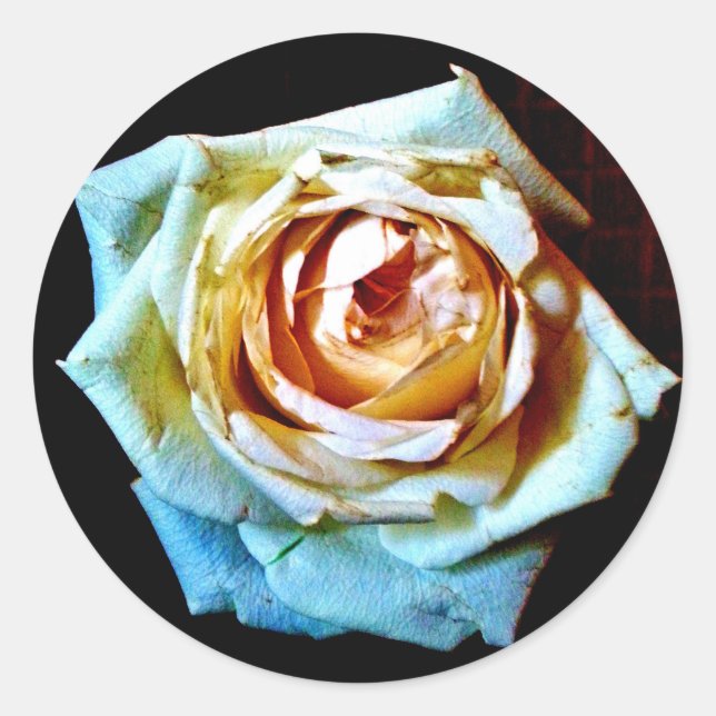 Peach Ro Runt Klistermärke (Framsida)