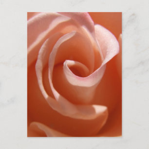 Peach Ro vykort