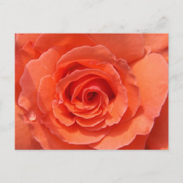 Peach Rose Postcard Vykort