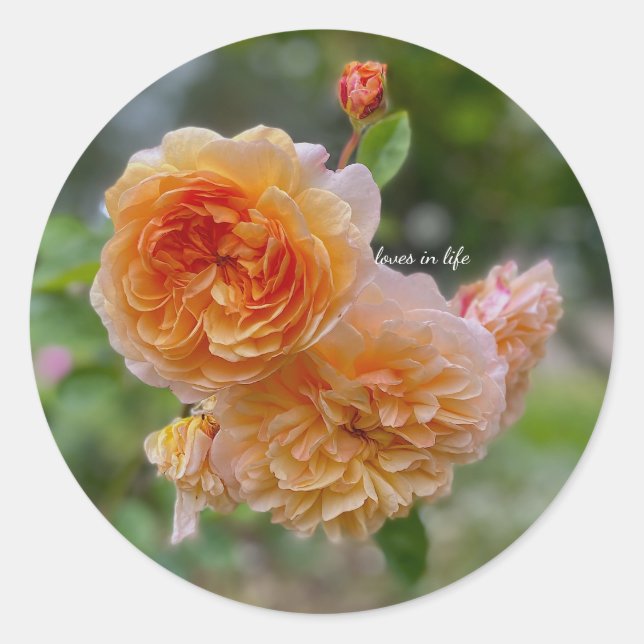 Peach Roses också Runt Klistermärke (Framsida)