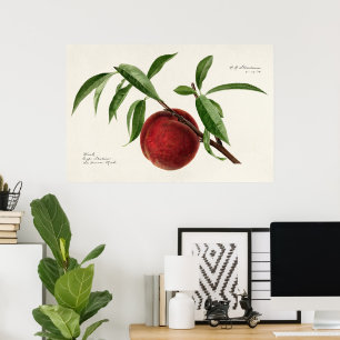 Peach twig (Prunus persica) av Royal Charles Stead Poster