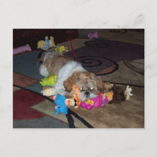 PEACHES Cute Shih Tzu Vykort
