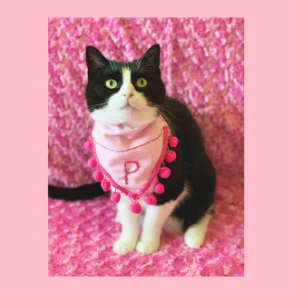 Peaches the Tuxedo Cat Pink Postcard Vykort