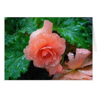 Peachy Begonia OBS Kort