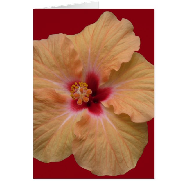 Peachy Hibiscus Hälsningskort (Framsidan)