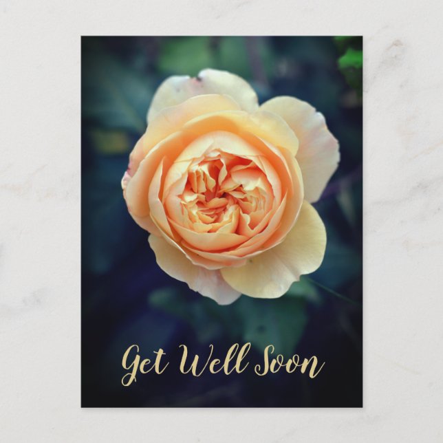 Peachy Orange Garden Ro Flower kommer snart Helg Vykort (Framsida)