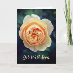 Peachy Orange Garden Ro Flower kommer snart Kort