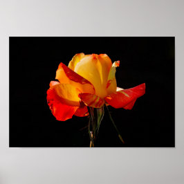 Peachy Orange Ro Poster