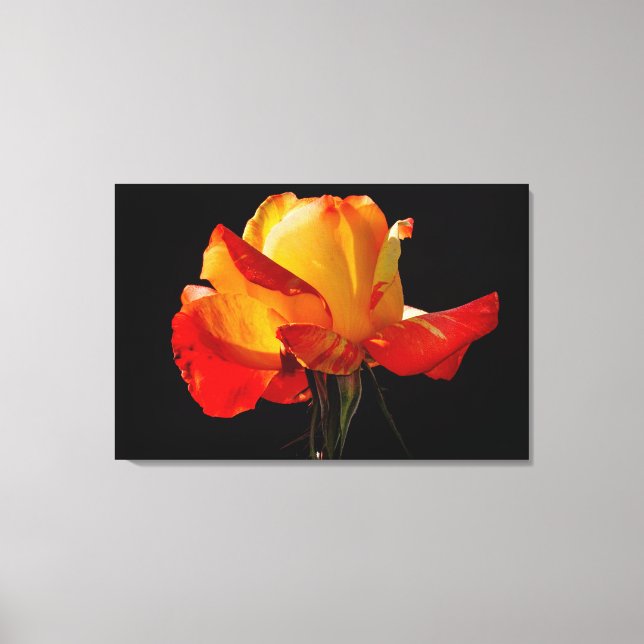 Peachy Orange Ro Poster Canvastryck (Framsida)