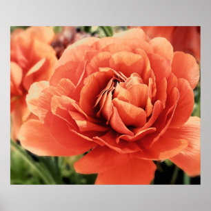 Peachy Ranunculus Flower Poster