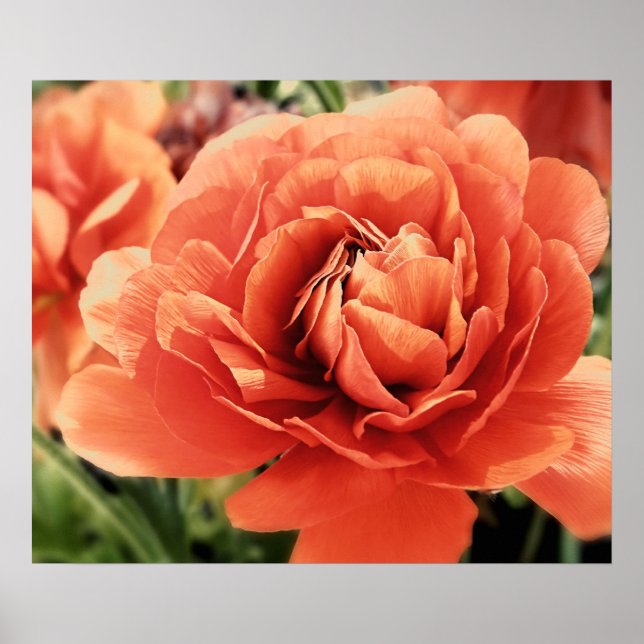Peachy Ranunculus Flower Poster (Framsidan)