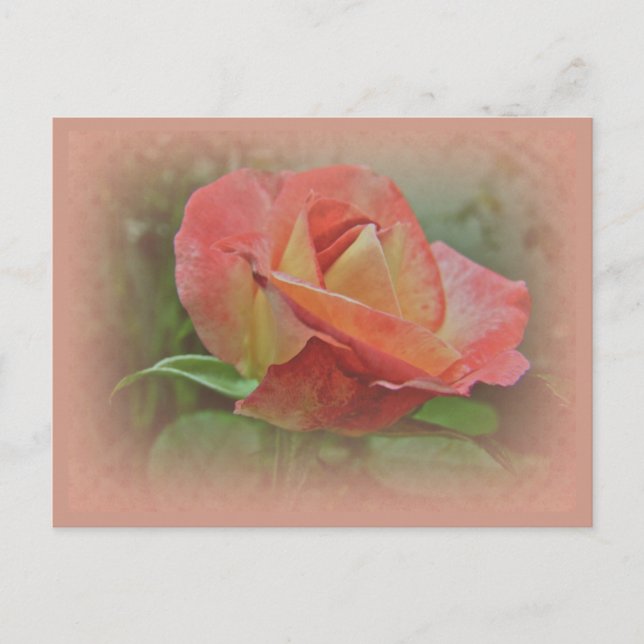 Peachy Ro Blommar Vykort (Framsida)