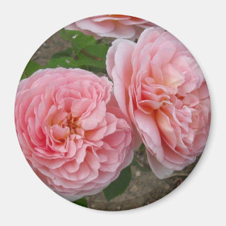 Peachy Rosa English Ro 3’ Round Magnet