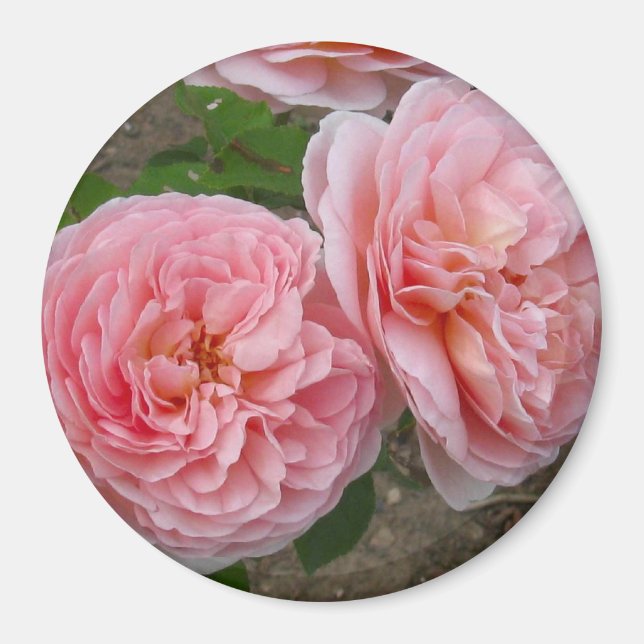 Peachy Rosa English Ro 3’ Round Magnet (Framsidan)