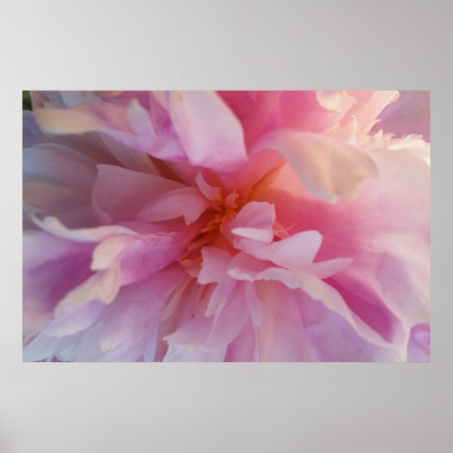 Peachy-Rosa Peony: Utskrift med stor formatmall Poster (Framsidan)