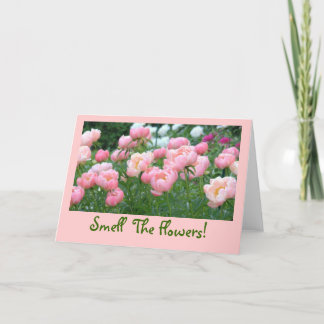 PEACHY-ROSA, ROSA OCH VITPEONIER KORT