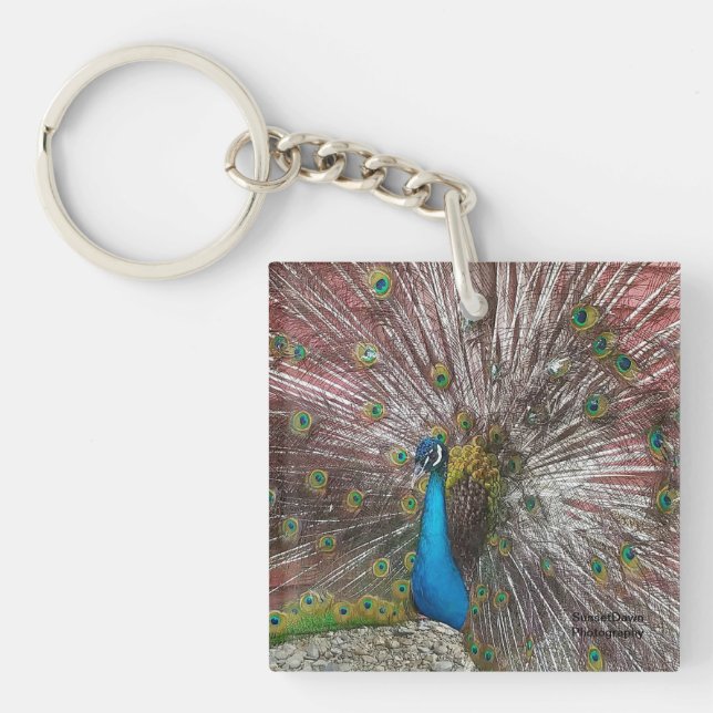 Peacock (Framsidan)