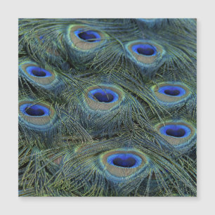 Peacock20160301