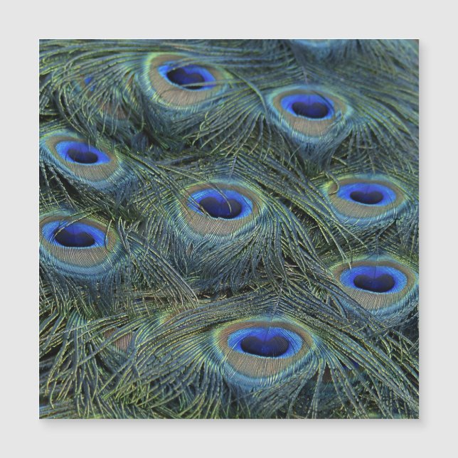 Peacock20160301 (Framsida)