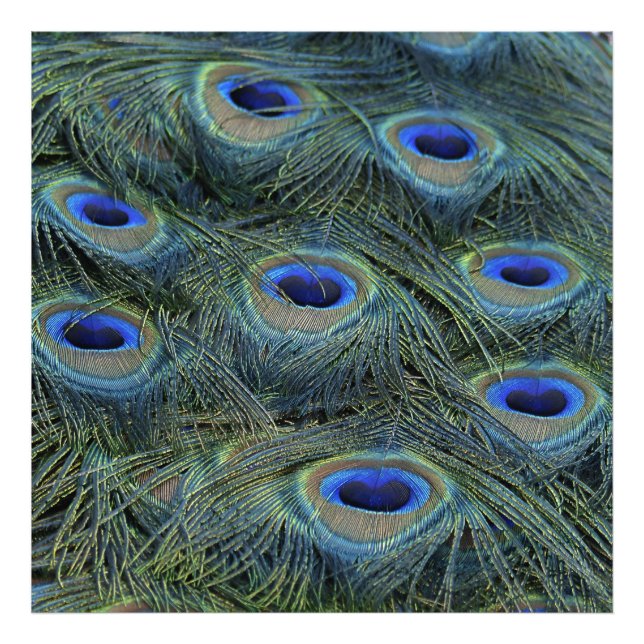 Peacock20160301 Fototryck (Framsidan)