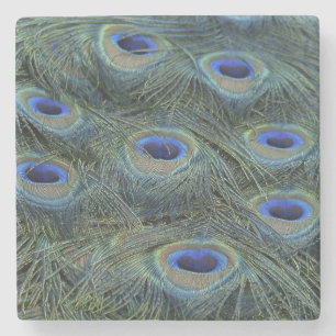 Peacock20160301 Underlägg Sten