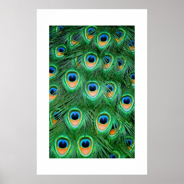 Peacock#2-Poster Poster (Framsidan)