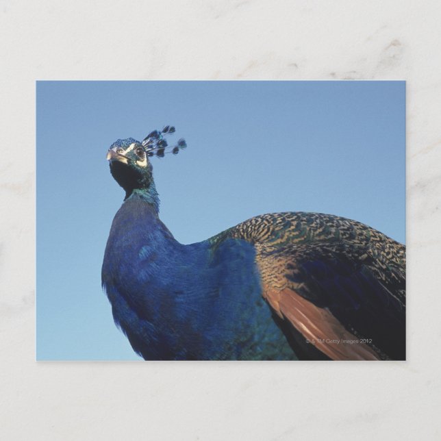 Peacock 2 vykort (Framsida)