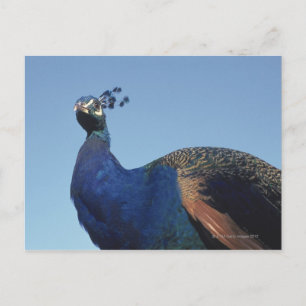 Peacock 2 vykort