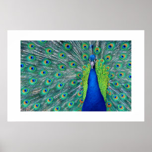 Peacock#3-Poster Poster