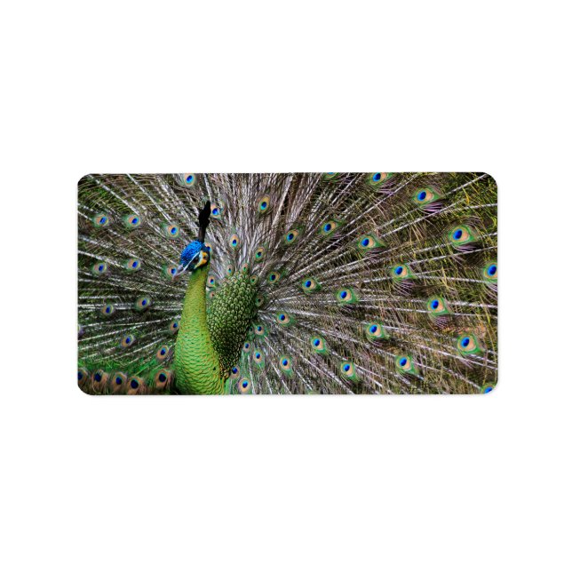 Peacock Adressetikett (Framsidan)