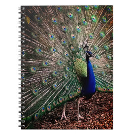 Peacock Anteckningsbok