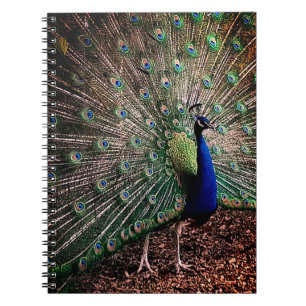Peacock Anteckningsbok