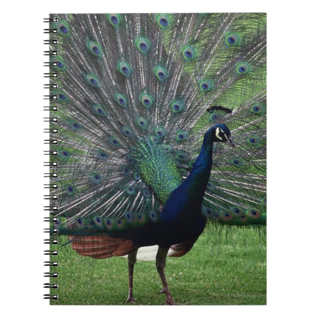 Peacock Anteckningsbok (Framsidan)