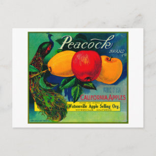 Peacock Apple Låda LabelWatsonville, CA Vykort