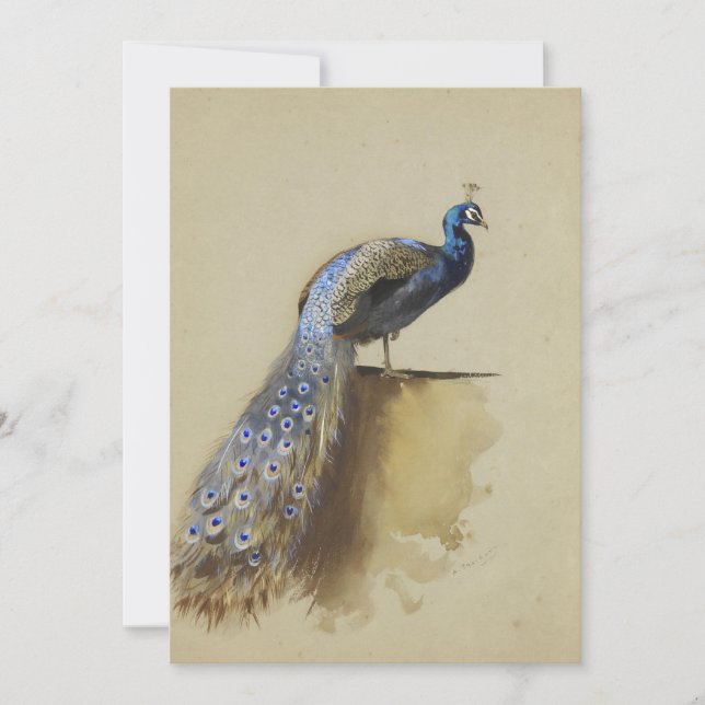 Peacock | Archibald Thorburn (Framsida)