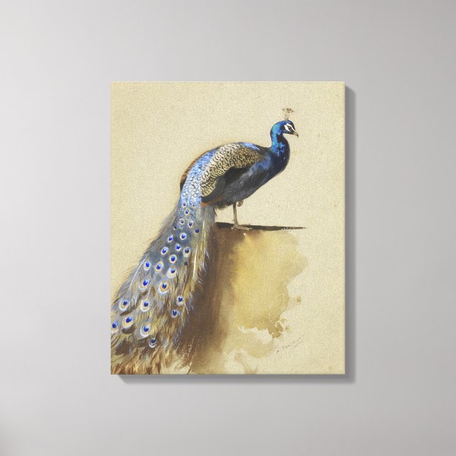 Peacock | Archibald Thorburn Canvastryck (Framsida)