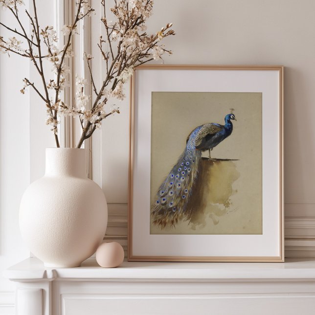 Peacock | Archibald Thorburn Poster (Skapare uppladdad)