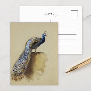 Peacock Archibald Thorburn Vykort