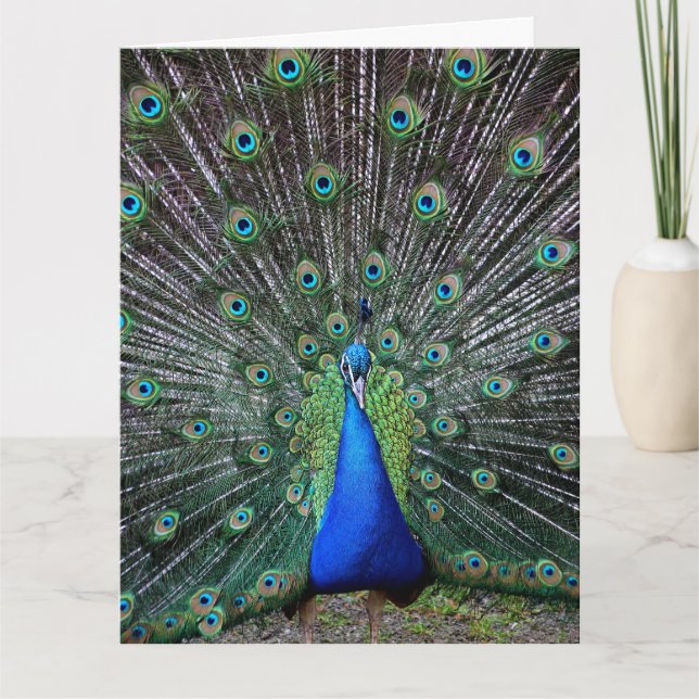 PEACOCK ART BIG BIRTHDAY GREETING CARD TACK KORT (Framsida)