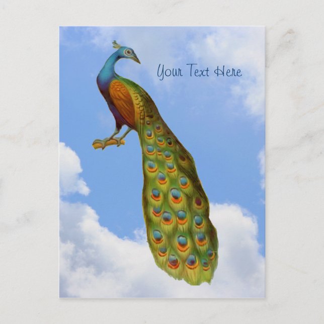 Peacock Art Bird Postcard Vykort (Framsida)
