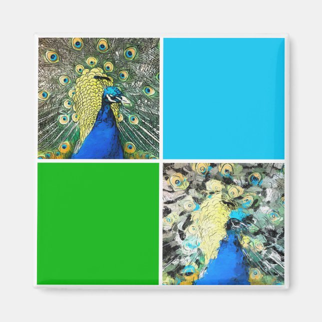 Peacock Art Magnet (Framsidan)