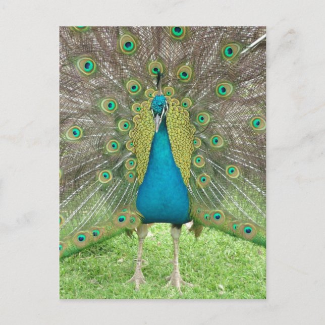 Peacock art vo1 vykort (Framsida)